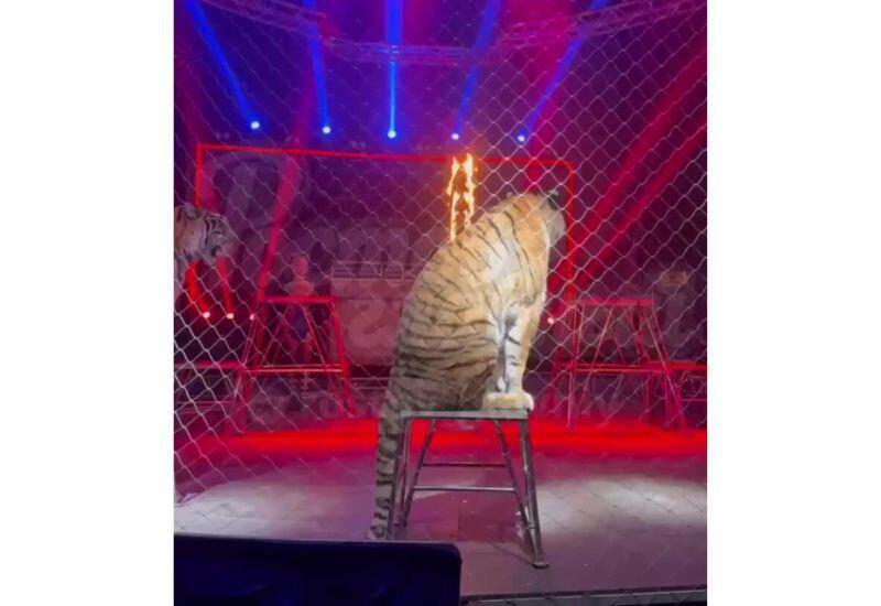 В России произошел инцидент с тигром в цирке