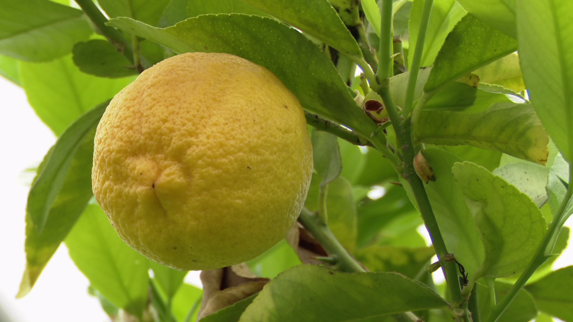 «Желтое золото» Ордубада