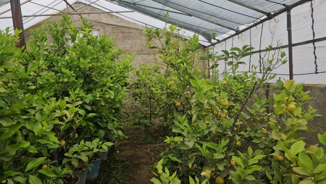 «Желтое золото» Ордубада