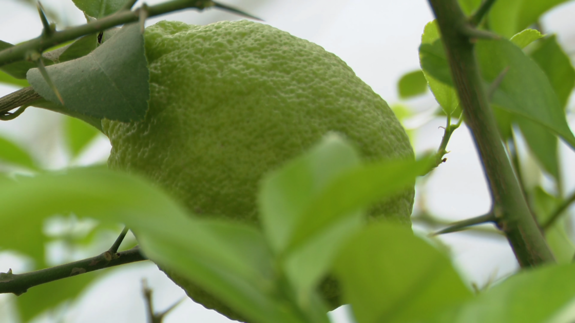 «Желтое золото» Ордубада