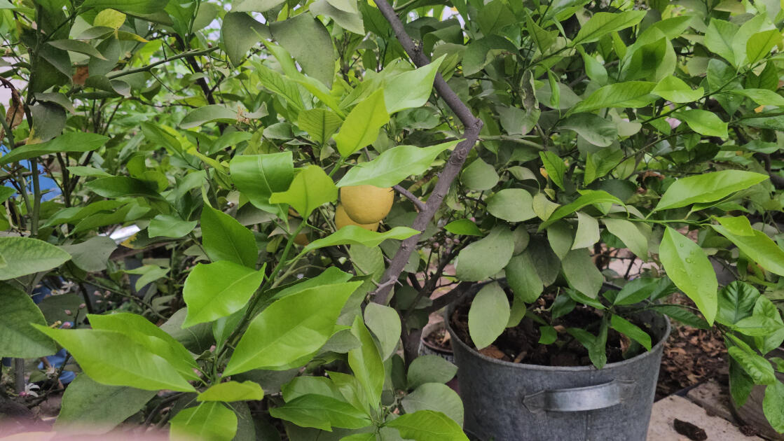 «Желтое золото» Ордубада