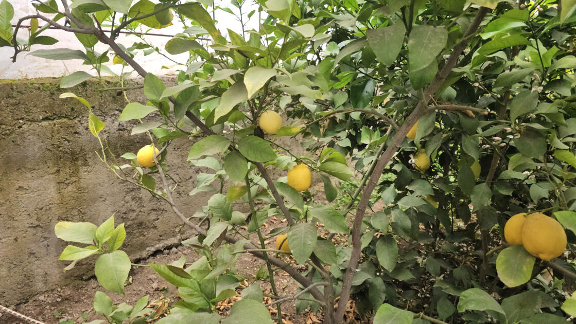 «Желтое золото» Ордубада