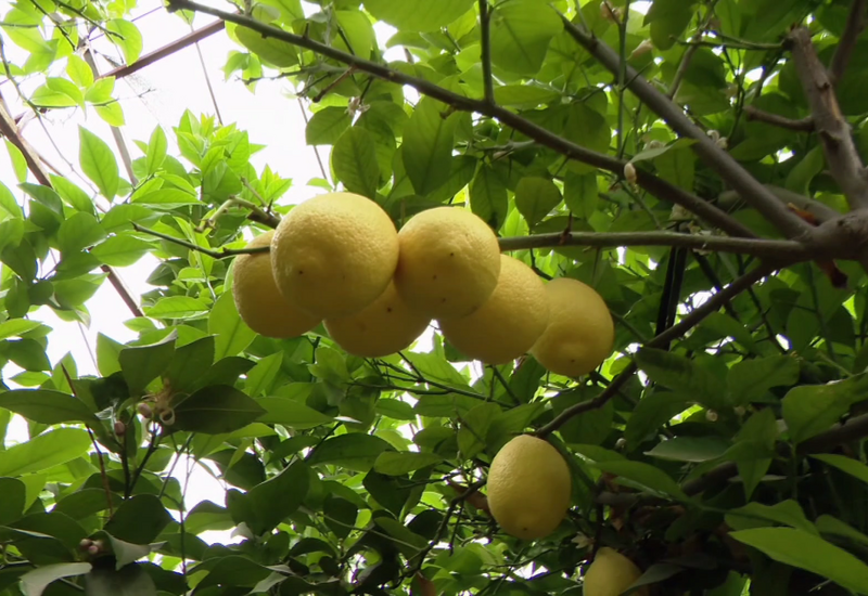 «Желтое золото» Ордубада