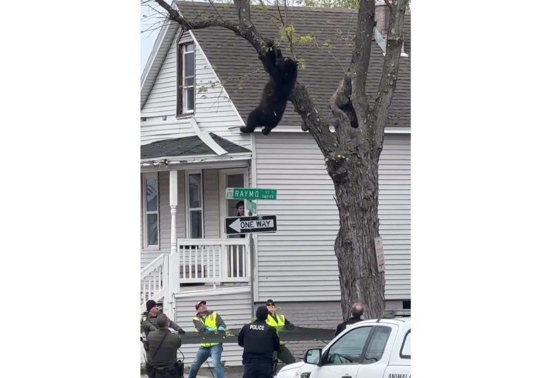 В США медведь упал с дерева