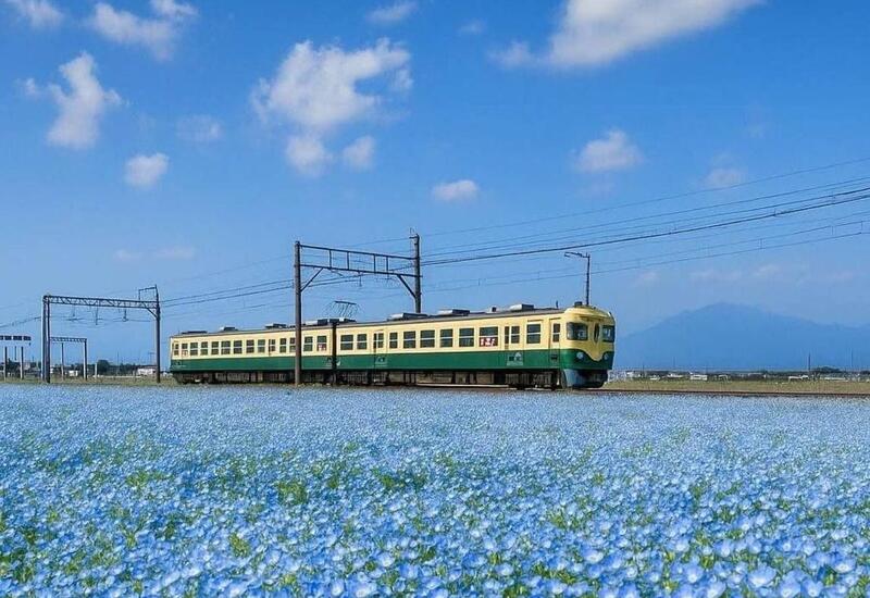 В Японии начался сезон цветения синих немофил