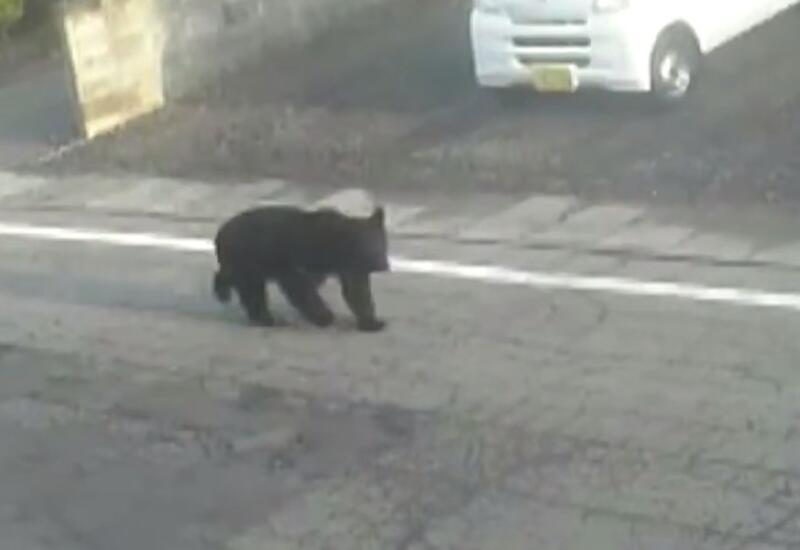 Медведи в Японии стали чаще нападать на людей