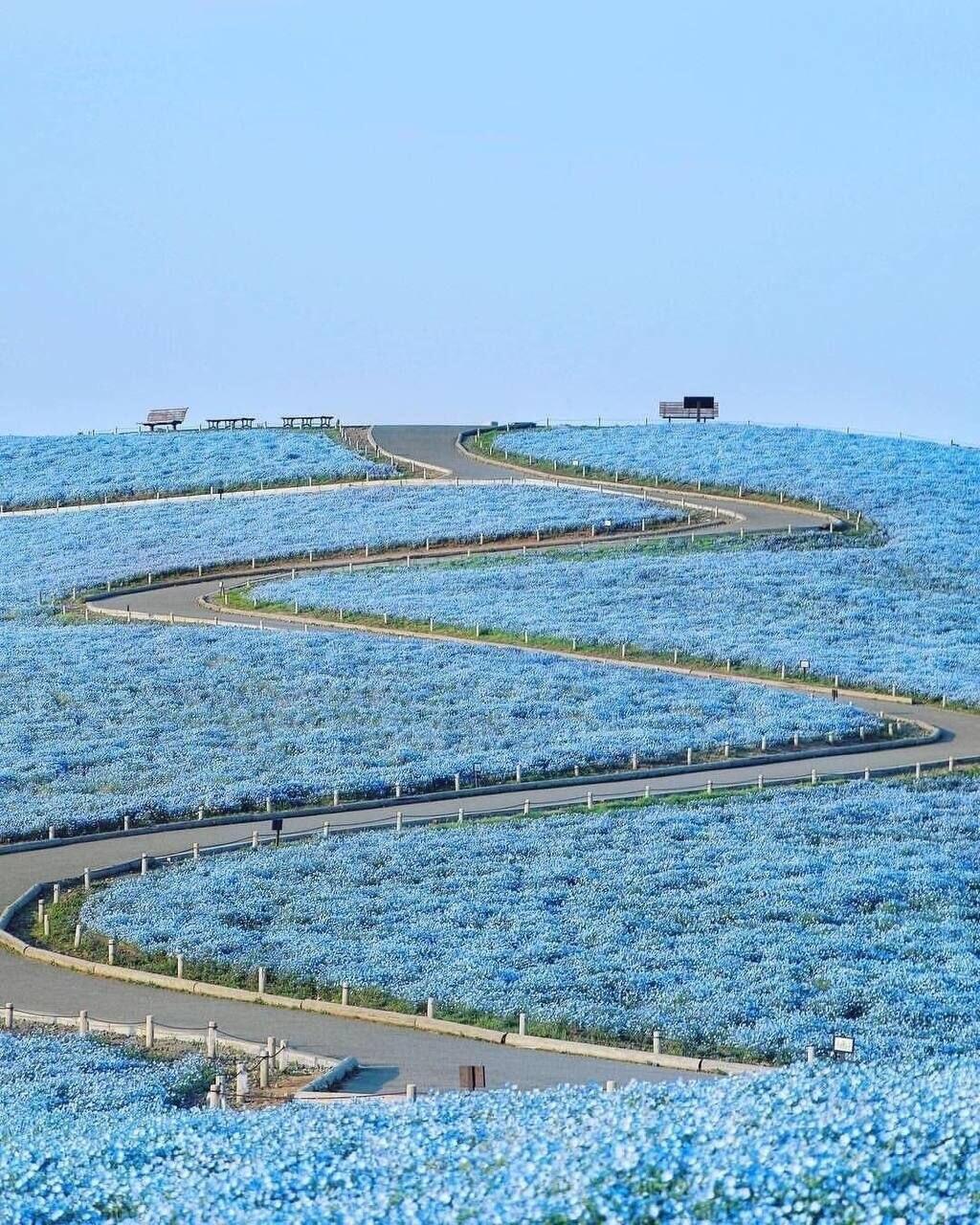 В Японии начался сезон цветения синих немофил