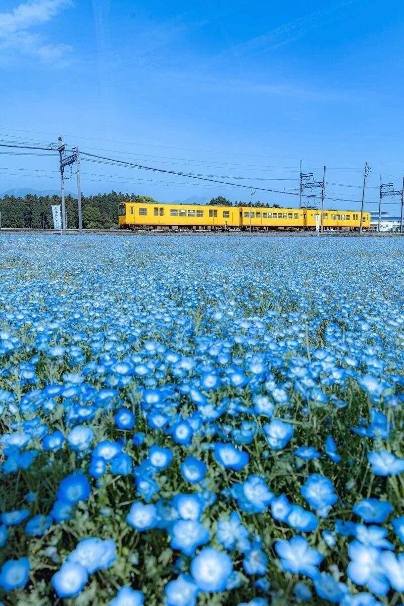 В Японии начался сезон цветения синих немофил