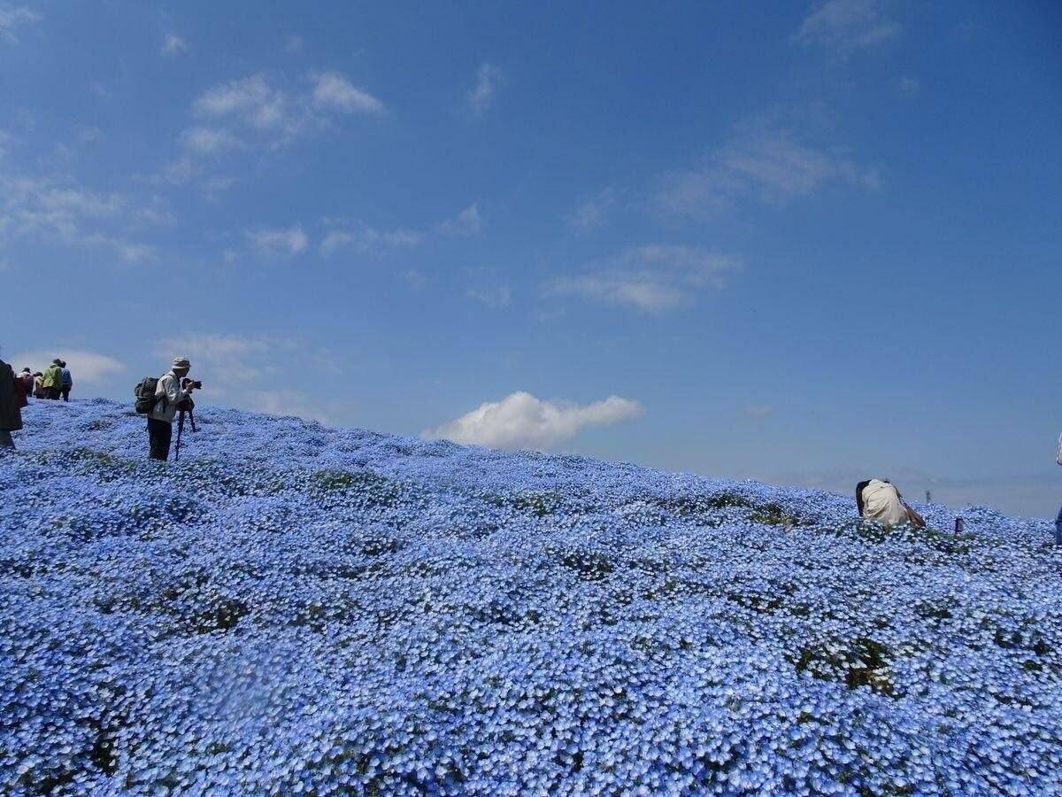 В Японии начался сезон цветения синих немофил
