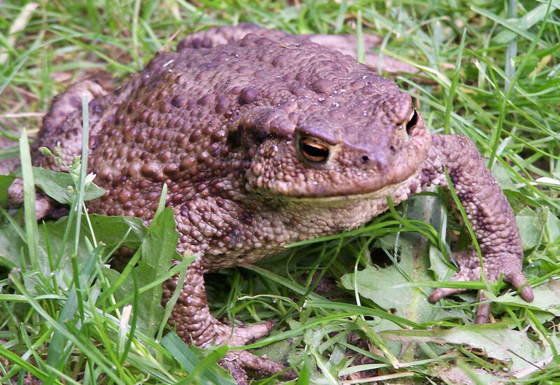 Ученые обеспокоены размножением гигантских жаб в Японии