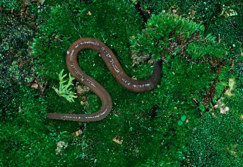 В США сообщили о распространении агрессивных прыгающих червей