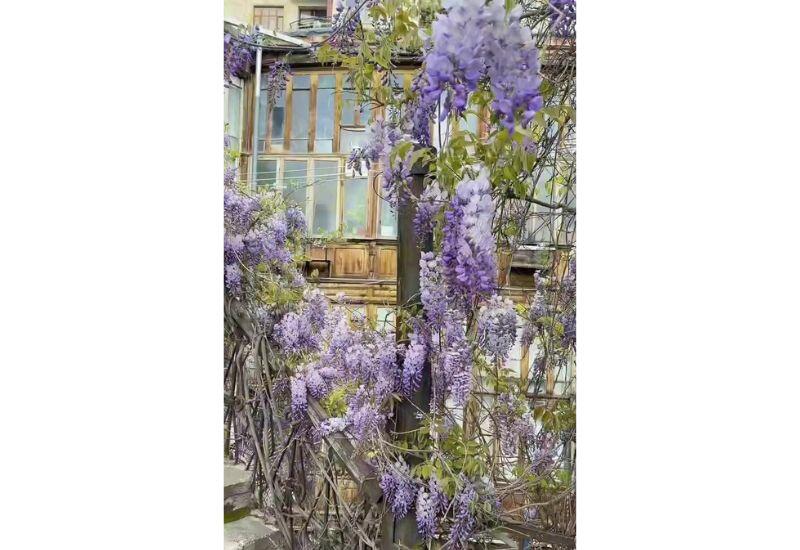 Баку меняется, а этот дворик - нет