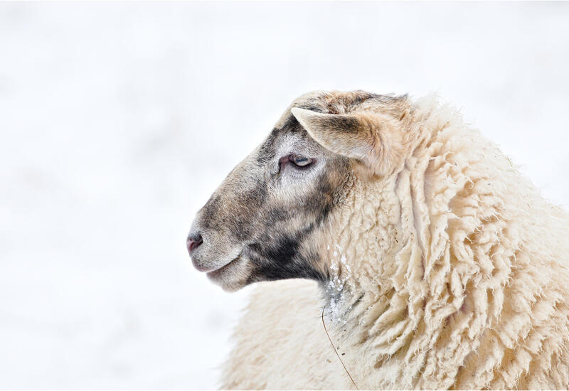 Ученые превратили шерсть в материал для восстановления костей