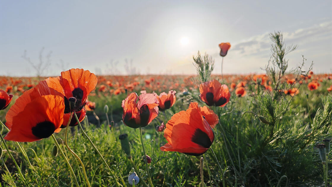 Багровое чудо природы: