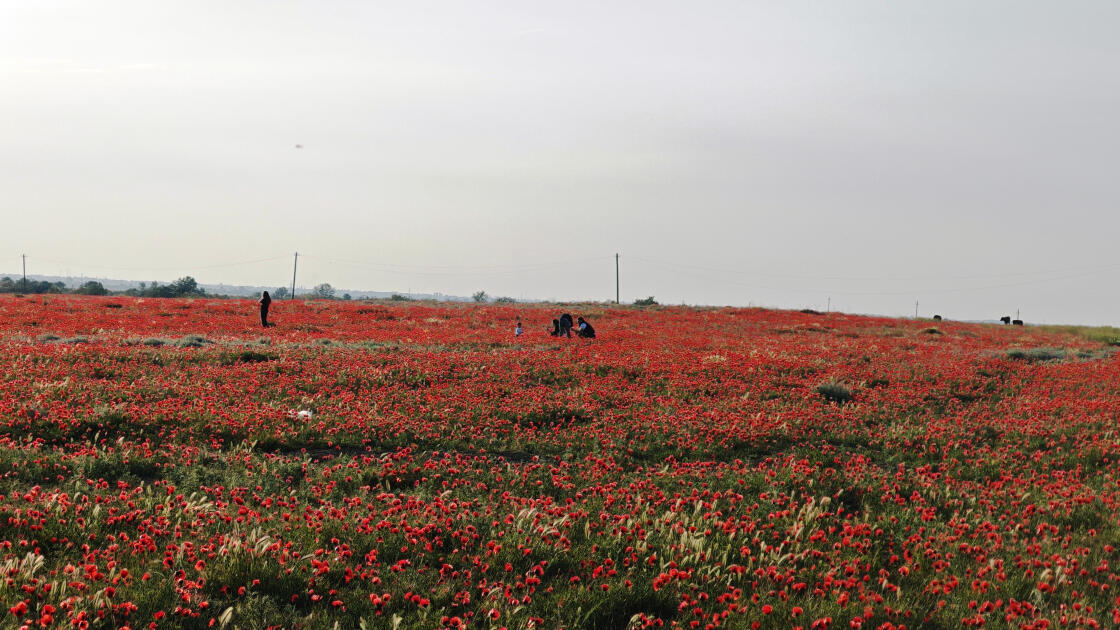 Багровое чудо природы: