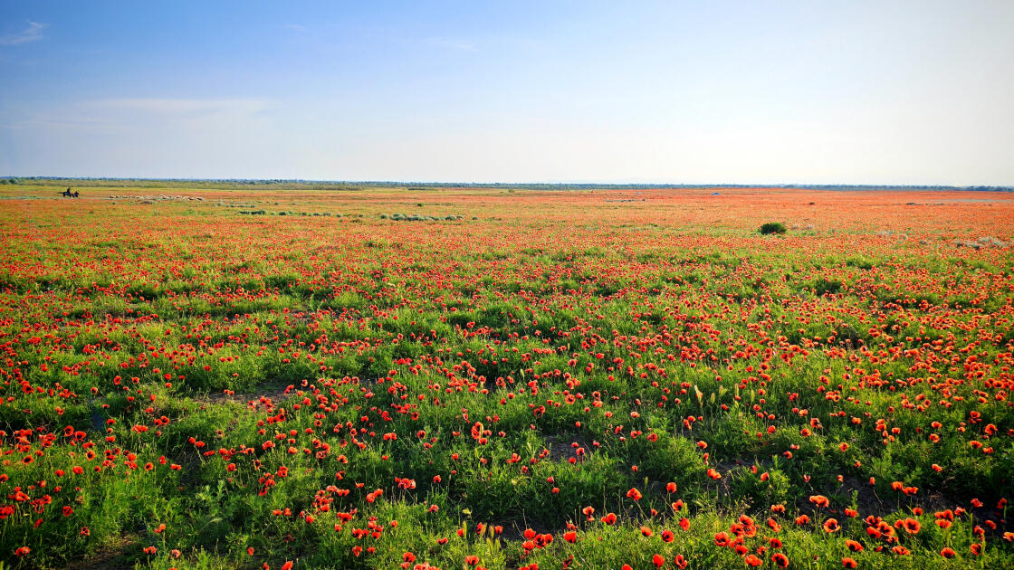 Багровое чудо природы: