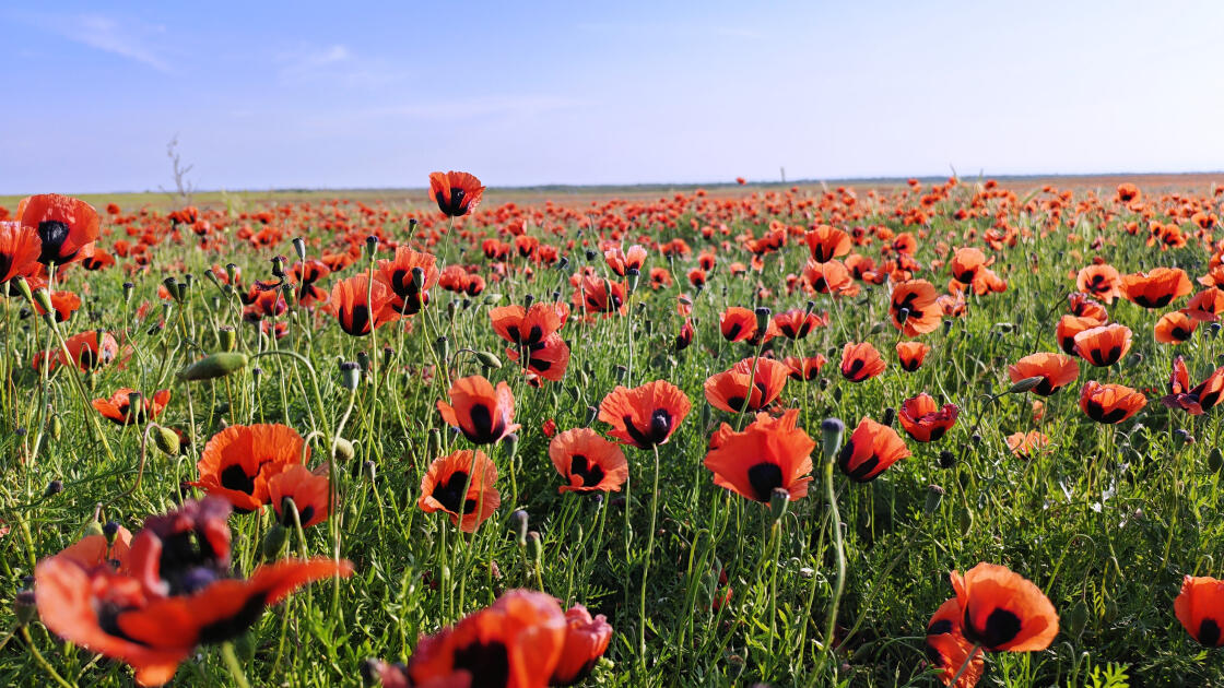 Багровое чудо природы: