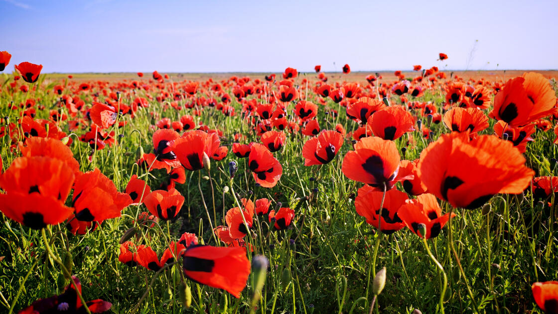 Багровое чудо природы: