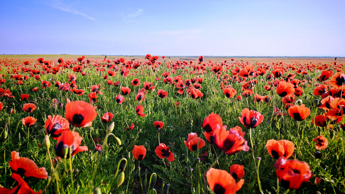Багровое чудо природы: