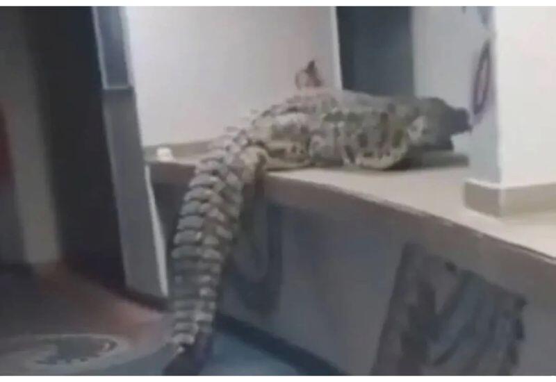 Крокодил пробрался в отель в Зимбабве