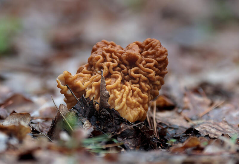 Как отличить смертельно опасные первые грибы от съедобных