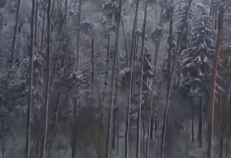 Сильный снегопад повалил более 1000 деревьев в Москве