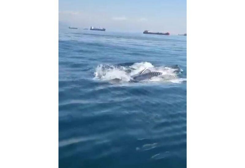 Морского гиганта увидели у берегов России