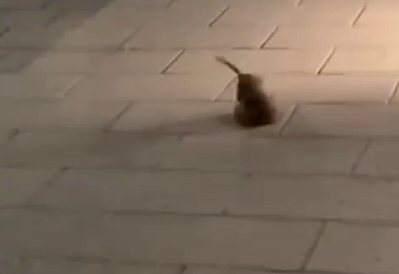 Драка крыс в Вене покоряет соцсети