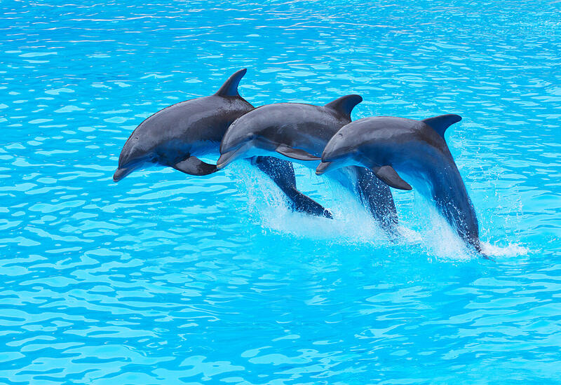 Физики раскрыли секрет скорости и ловкости дельфинов