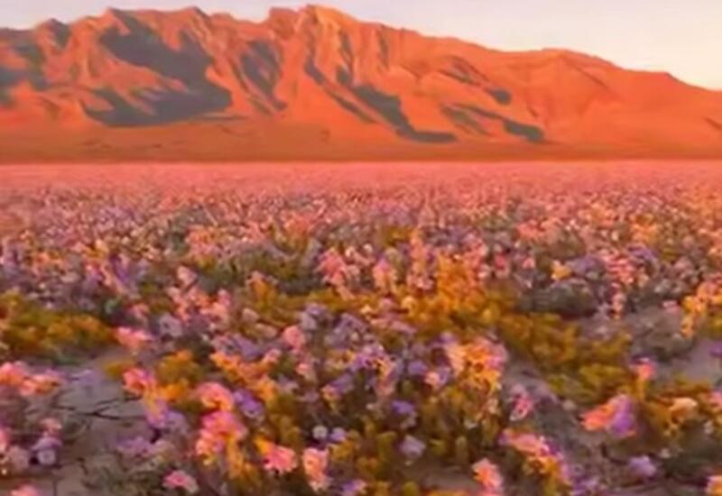 В Долине Смерти началось редкое суперцветение