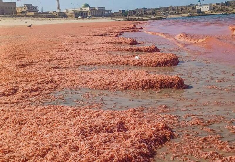 Прибрежные воды Омана окрасились в красный цвет