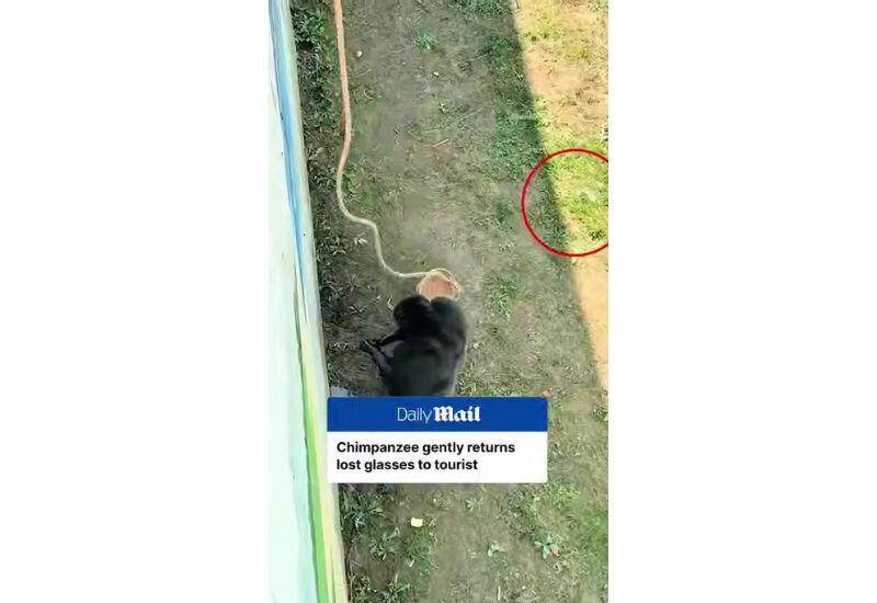 Обезьяна из зоопарка покорила соцсети