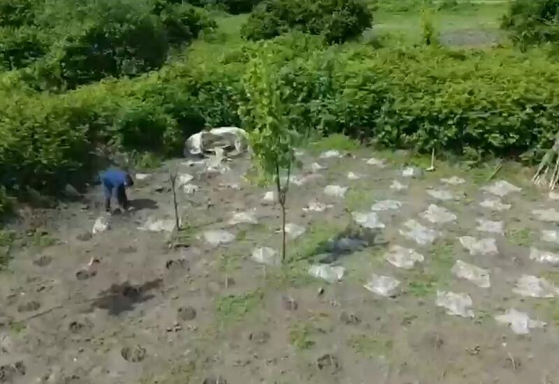Balakəndə narkotik plantasiyası aşkarlanıb