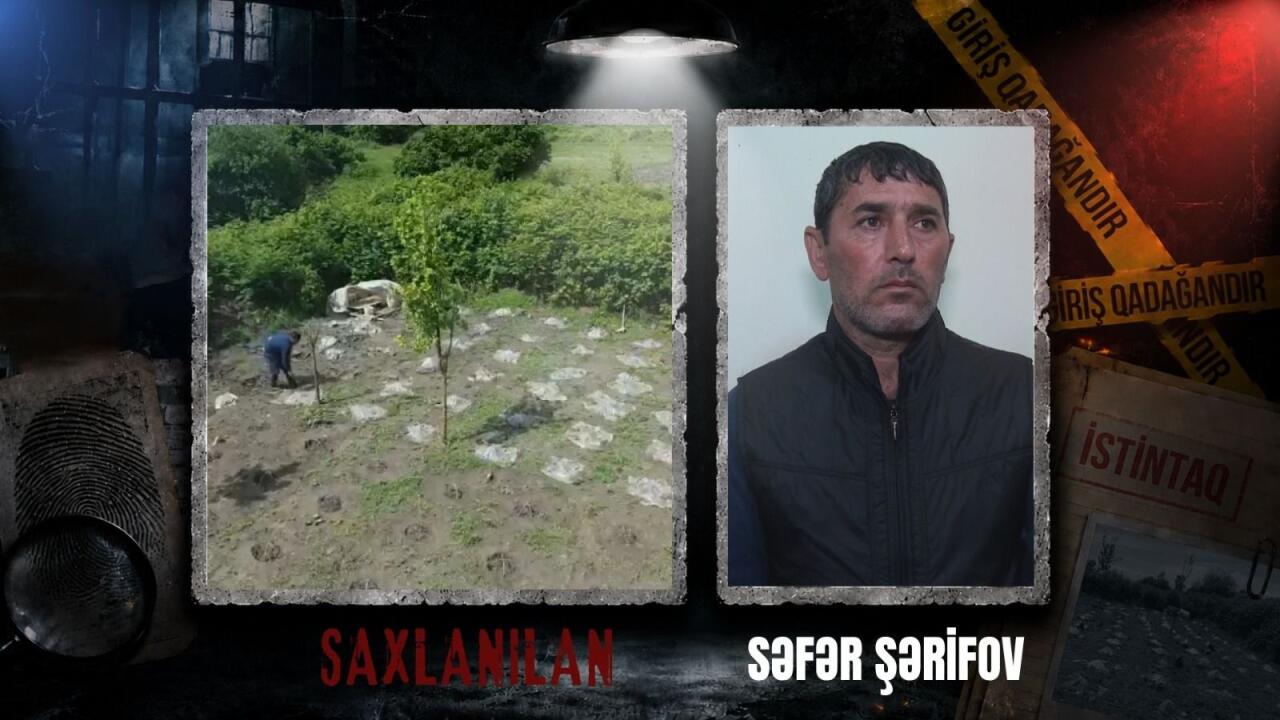 Balakəndə narkotik plantasiyası aşkarlanıb