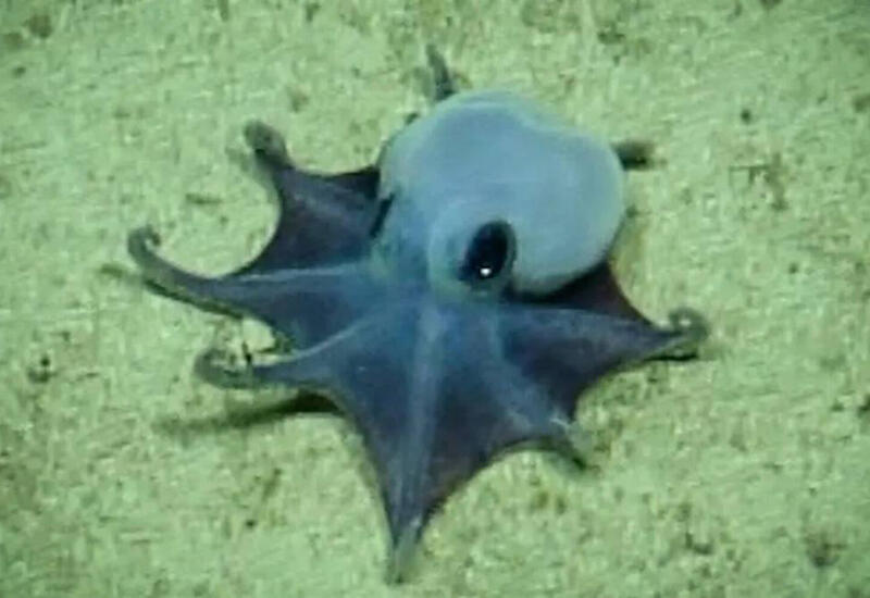 Ученые показали синего осьминога из морских глубин