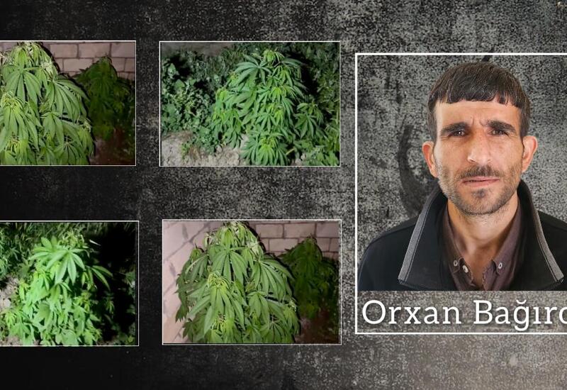 Salyanda çətənə kolları yetişdirən şəxs həbs edilib