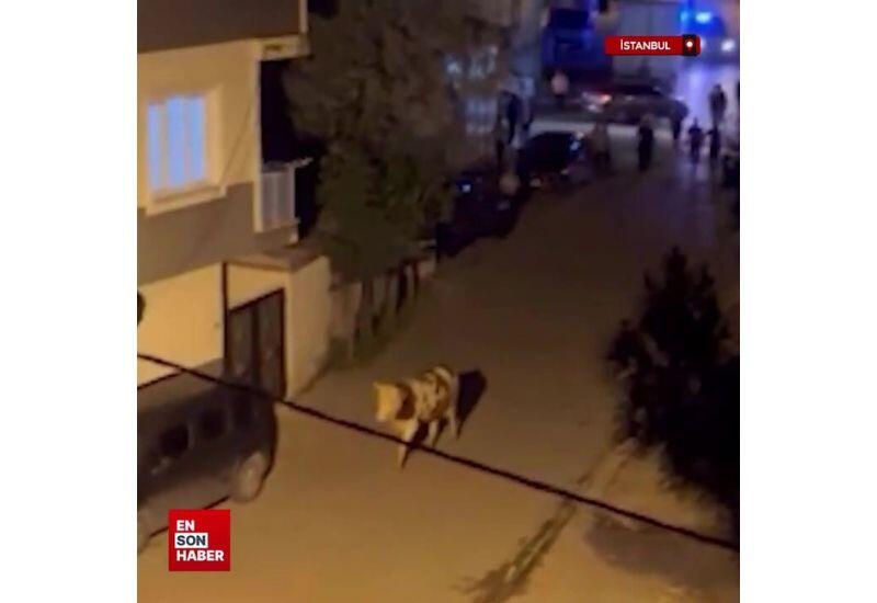 Бык устроил переполох на улицах Стамбула
