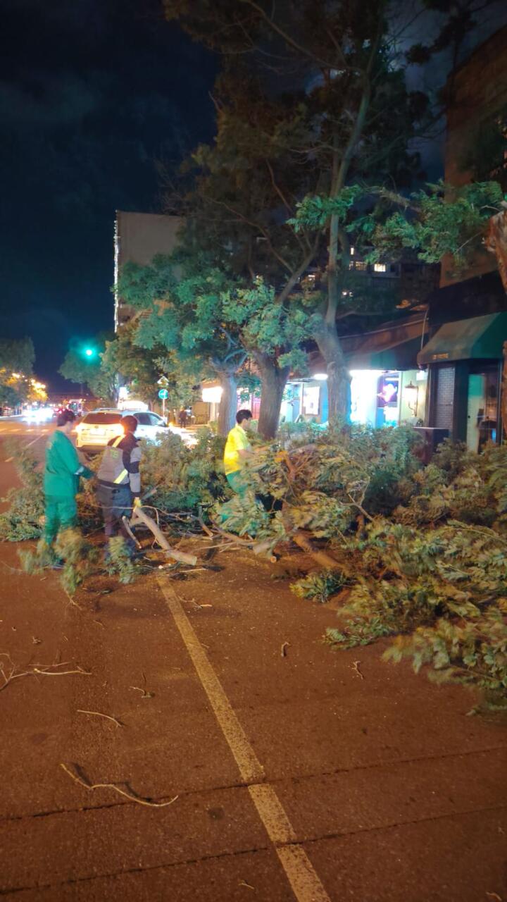 В Баку сильный ветер повалил 41 дерево