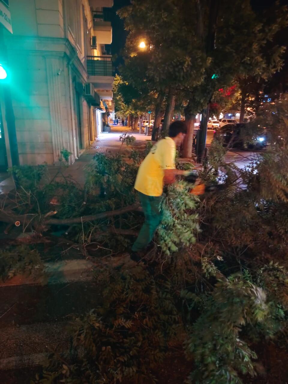 В Баку сильный ветер повалил 41 дерево