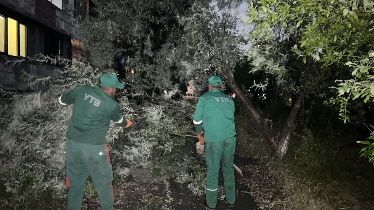 В Баку сильный ветер повалил 41 дерево