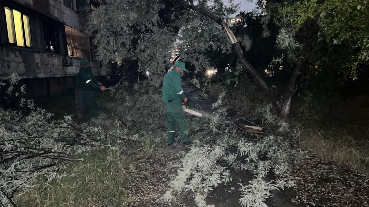 В Баку сильный ветер повалил 41 дерево