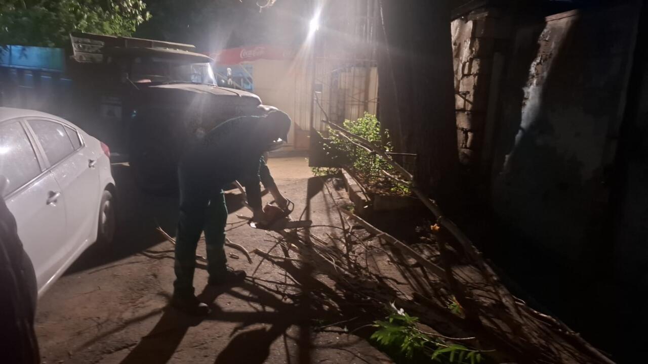 В Баку сильный ветер повалил 41 дерево