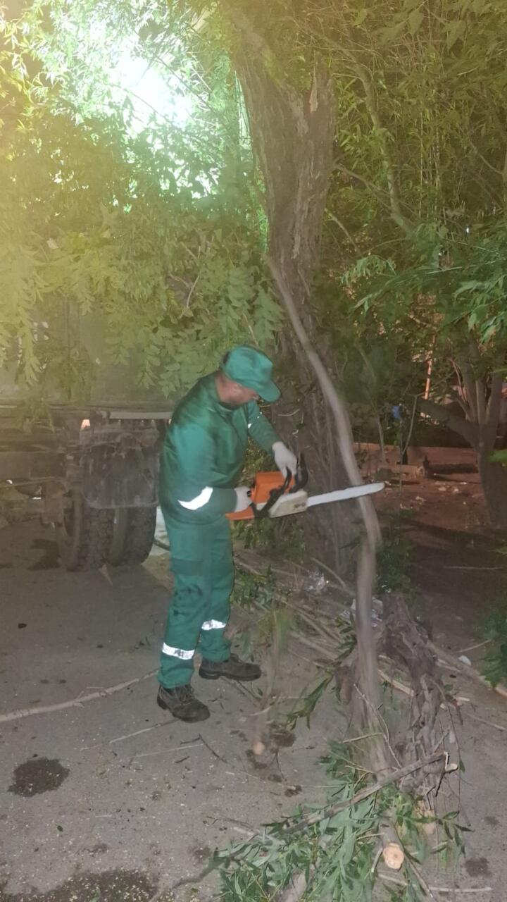 В Баку сильный ветер повалил 41 дерево