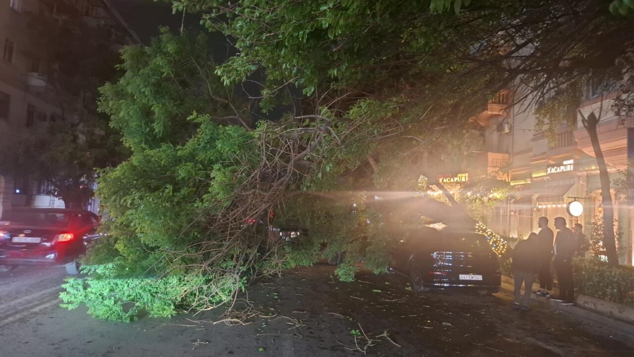 В Баку сильный ветер повалил 41 дерево
