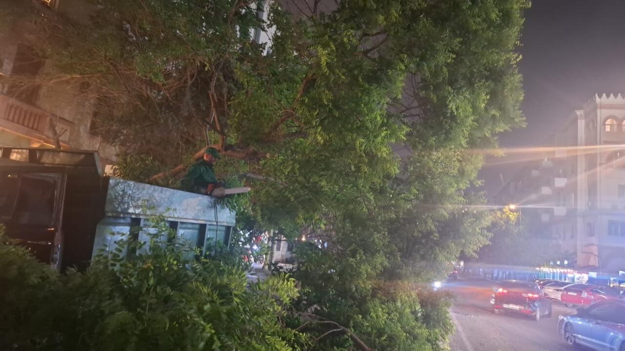 В Баку сильный ветер повалил 41 дерево