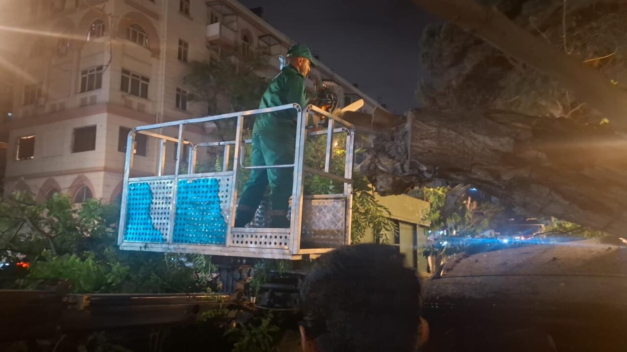 В Баку сильный ветер повалил 41 дерево