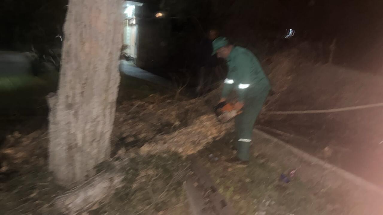 В Баку сильный ветер повалил 41 дерево