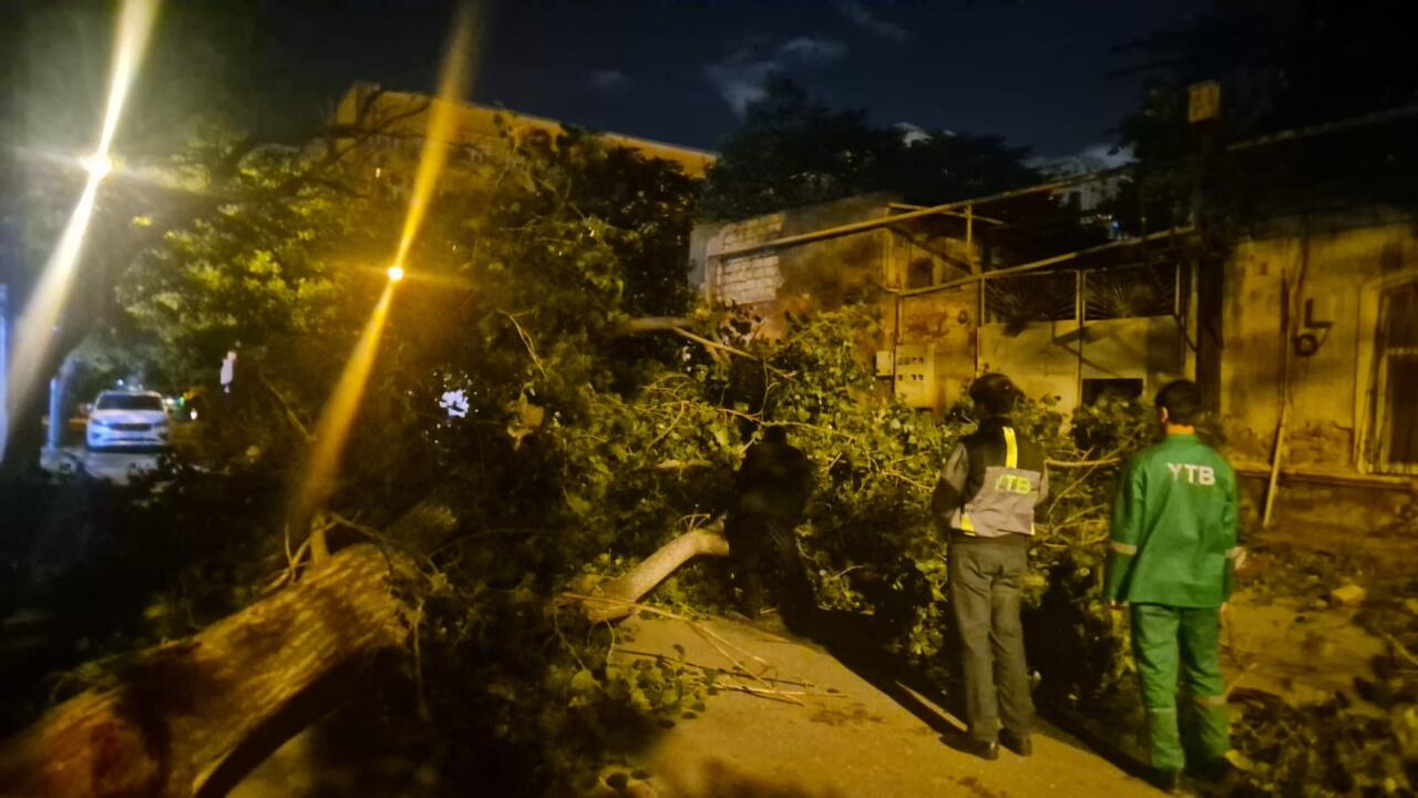 В Баку сильный ветер повалил 41 дерево