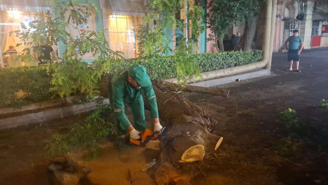 В Баку сильный ветер повалил 41 дерево