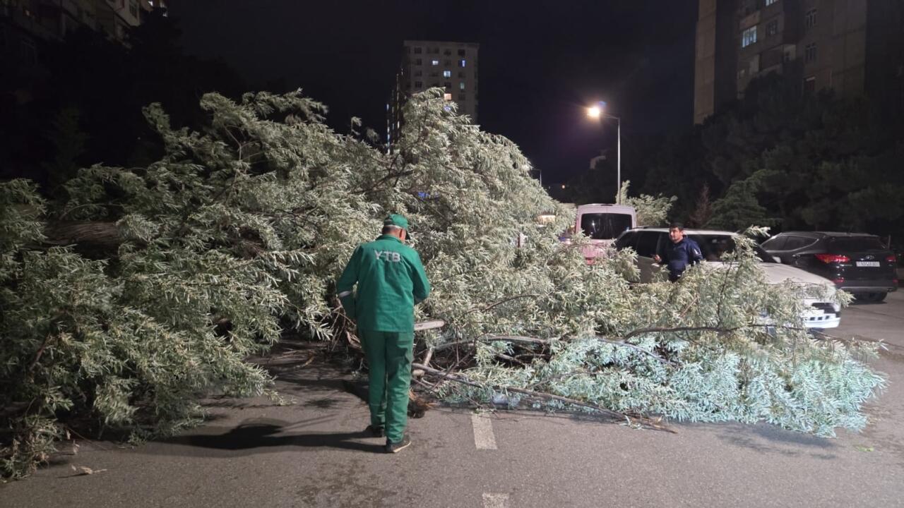 В Баку сильный ветер повалил 41 дерево